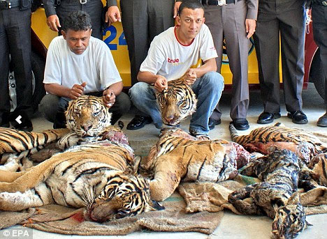 illegal tiger trafficking