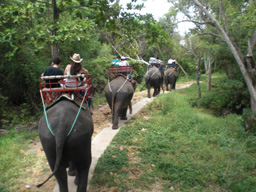 elephant trekking at chang damnoen saduak housing